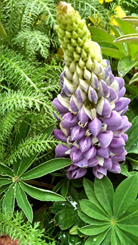 Russell Hybrids Lupine flower close up