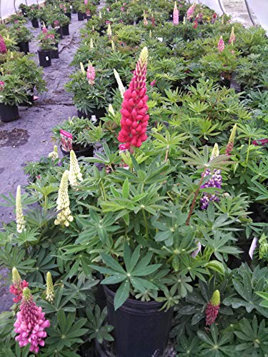 Russell Hybrids Lupine in the garden