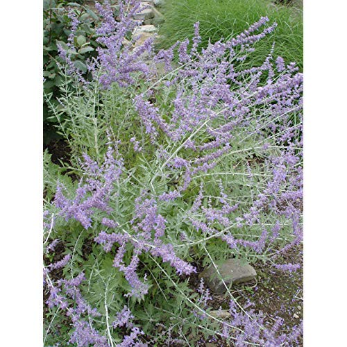 Russian Sage full of flower