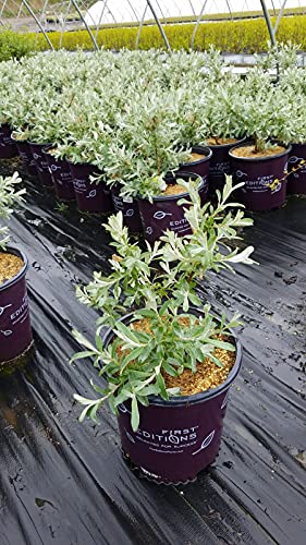 Salix candida Iceberg Alley® Sageleaf Willow plant in nursery pot ready for planting