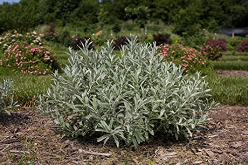 Salix candida Iceberg Alley® shrub potted, with multiple stems and rounded shape