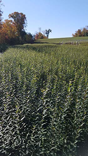 Salix discolor