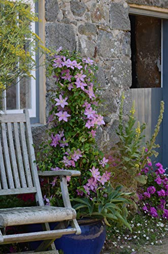 Sally™ Clematis in the garden