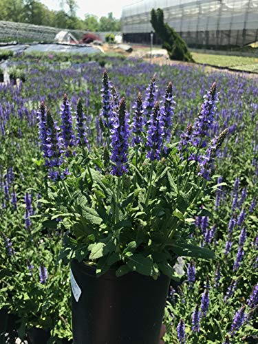 Salvia x sylvestris Blue Hill
