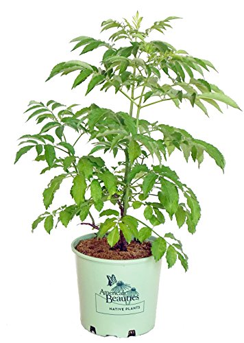 Sambucus canadensis Adams
