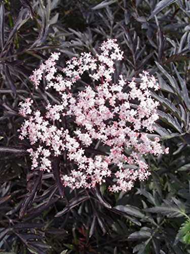 Sambucus nigra Black Lace®