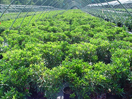 Sarah Mountain Laurel evergreen shrub in container with pinkish‑red buds and leaves in nursery