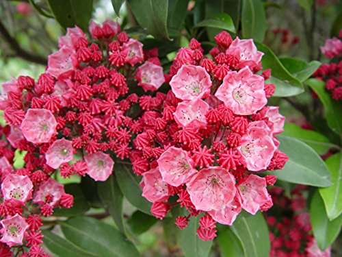 Sarah Mountain Laurel plant from above with clustered pinkish‑red blooms