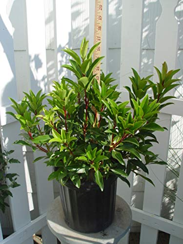 Sarah Mountain Laurel showing dense green leaves and blossoms