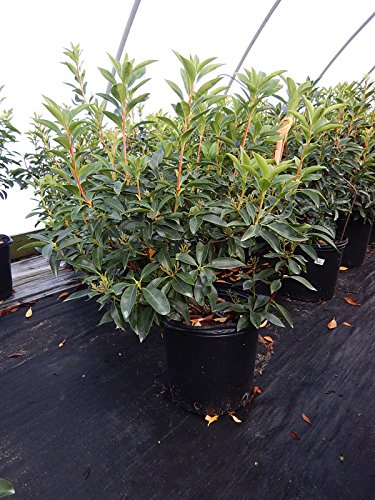 Sarah Mountain Laurel showing overall plant shape and blooms