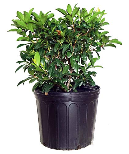 Sarah Mountain Laurel shrub in its grower container