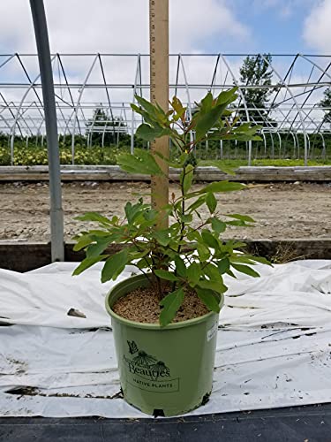 Sassafras in a branded pot