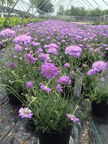 Scabiosa ‘Butterfly Blue’ flowers and gray‑green foliage detail