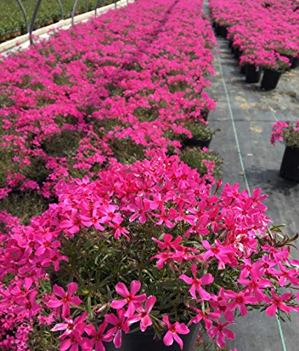 Scarlet Flame Moss Phlox full of blooms