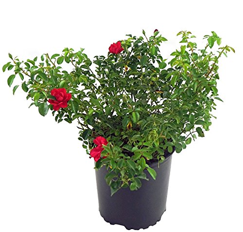 Scarlet Flower Carpet Rose in garden pot