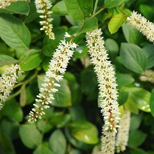 Scentlandia Sweetspire shrub in container with white flowers