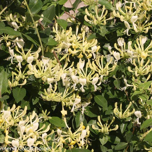 Scentsation vine climbing on support with blooms