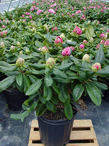 Scintillation Rhododendron evergreen shrub with deep green glossy foliage and soft pink flower clusters in bloom