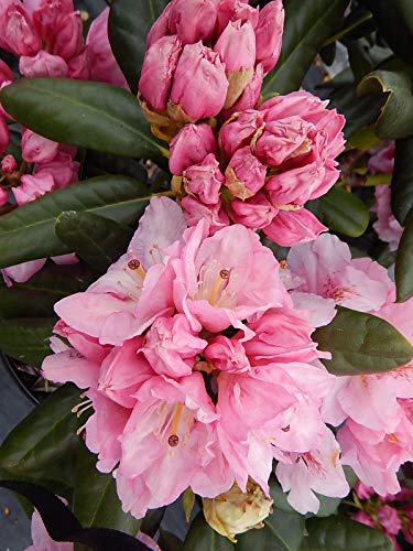 Scintillation Rhododendron side angle view highlighting lush shrub form and pastel pink flower bunches