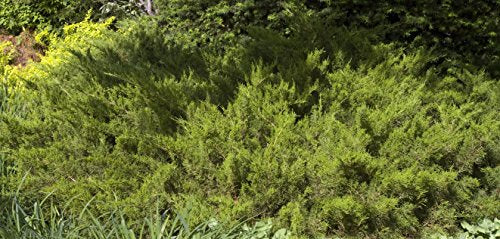 Sea Green Juniper as ground cover in the garden