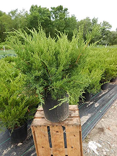 Sea Green Juniper in gardening pot