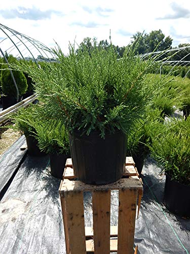 Sea Green Juniper in the nursery