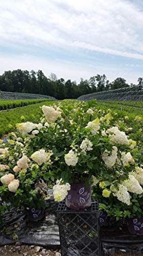 Seasonal display of Strawberry Sundae® Hydrangea showing contrast of green foliage and colored blooms