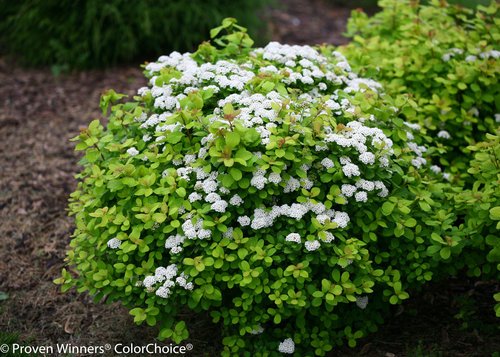 Seasonal growth form of birchleaf spirea with white blooms