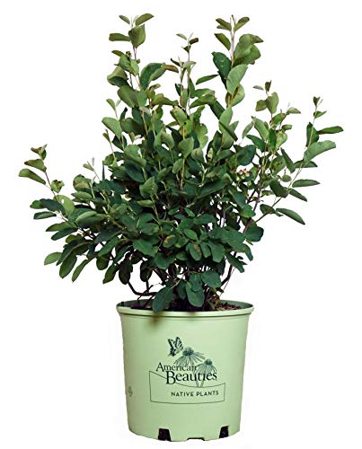Shadblow Serviceberry in branded pot