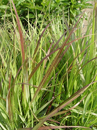 Shenandoah Switch Grass clump with tall grass blades and subtle red highlights