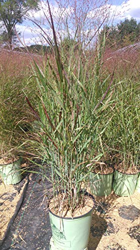 Shenandoah Switch Grass live plant in nursery pot, upright green and red foliage