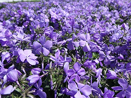 Sherwood Purple Creeping Phlox cluster of flowers