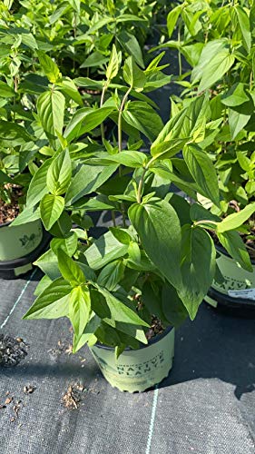 Short Toothed Mountain Mint in the nursery