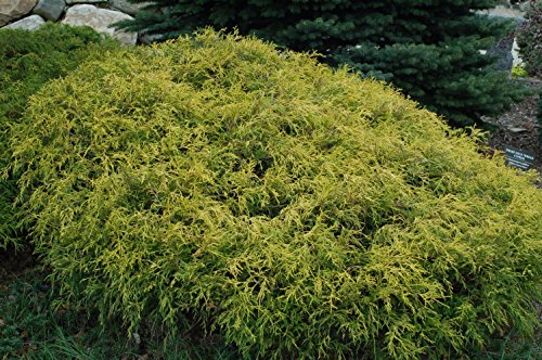 Shrubby, low‑mounding evergreen with fine, feathery golden‑green foliage