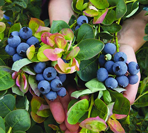 Side angle of Bushel and Berry® Peach Sorbet® blueberry bush displaying compact shape in container