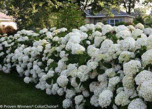Side angle of Incrediball® hydrangea shrub in full bloom with deep green foliage and spherical white flowers