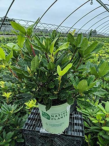 Rhododendron, Independence Rosebay Rhododendron 3 GALLON