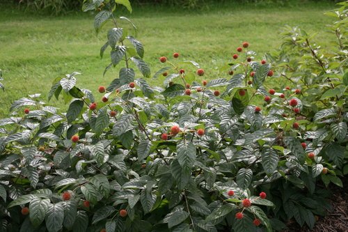Side angle of Sugar Shack® Buttonbush in landscape, highlighting foliage and flower clusters