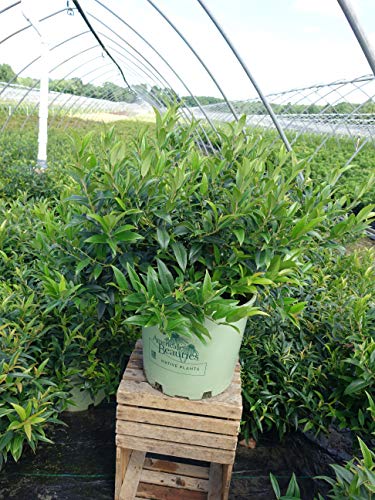 Side angle of compact leucothoe shrub showing foliage texture