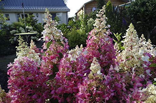 Side angle of panicle hydrangea blooms and green foliage