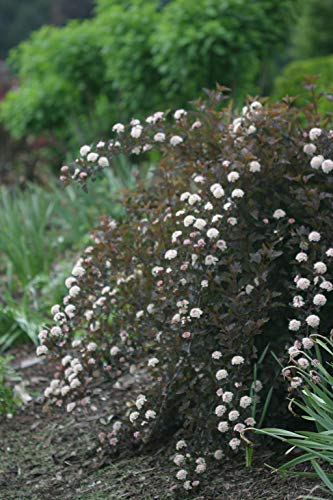 Side angle of potted ninebark shrub showing overall plant shape with rich red‑purple leaves