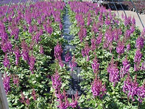 Side view of Astilbe chinensis Visions perennial with vibrant flowers 