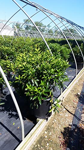 Side view of Carousel Mountain Laurel shrub in nursery container