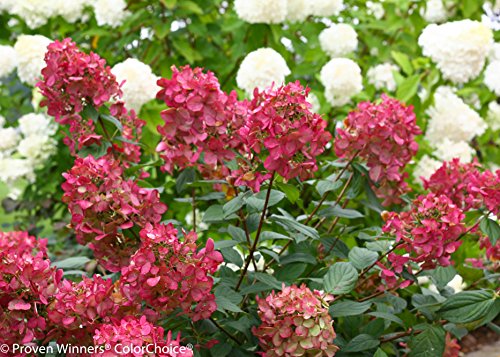 Side view of Fire Light panicle hydrangea with vibrant blooms