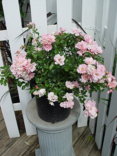 Side view of Flower Carpet Apple Blossom rose in container. 