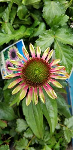 Side view of Green Twister Coneflower pink and green flowers