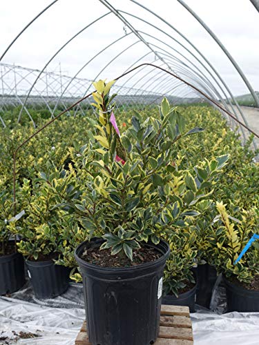 Side view of Honey Maid Holly plant in nursery container on white background
