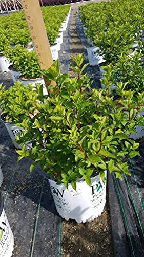 Side view of Hydrangea paniculata ‘Limelight Prime’ plant emphasizing lush leaves and developing flower panicles.
