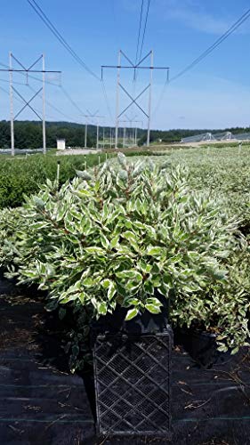 Side view of Ivory Halo® Dogwood shrub with red stems and variegated leaves.