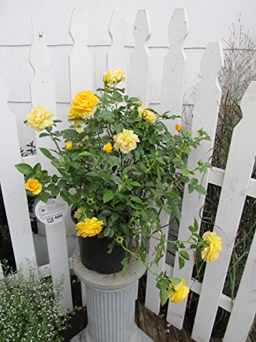 Side view of Julia Child floribunda rose bush with multiple yellow flowers